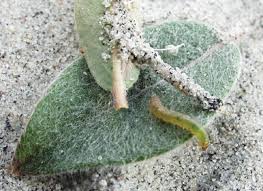 Image result for Syngrapha parilis