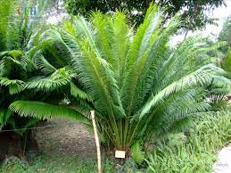 Jual pohon sikas harga tanaman. Jenis Pohon Sikas Yang Dapat Dijadikan Tanaman Hias Jenis Net