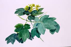 Image result for Blue Cohosh