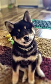 Black And Tan Shiba Inu For Sale Shiba Inu Puppy Black And Tan Shiba Inu Puppy Akita Inu Puppy Shiba Inu Dog