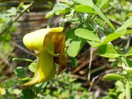 Image result for Crotalaria monteiroi