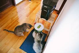 Happy new year dear picrossers! Timed Cat Feeders Preventing Hunger Eating Too Much Too Quickly