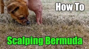 Maybe you would like to learn more about one of these? Scalping Bermuda Grass How To Scalp A Lawn Youtube