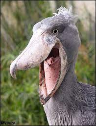 Posted by 25 days ago. Good Mood Shoebill Shoebill Bird Shoebill Stork