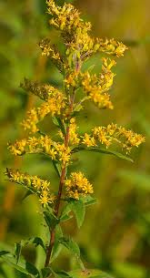 Image result for Solidago