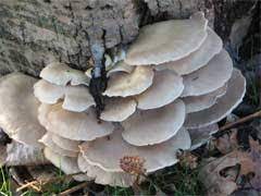 They resemble a bouquet of beautiful yellow flowers, smell like fresh watermelon, and taste like roasted cashews when you saute. Oyster Mushroom Identification
