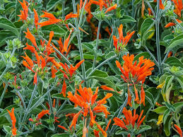 Image result for Dicliptera monroi