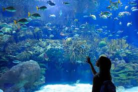 It offers you a diverse choice of signature goods. Planet Ocean World Montpellier Arrivalguides Com