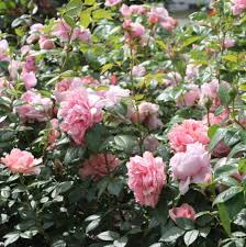 You might smell something you will never smell again and anyway smelling roses is very good for you. Rose Schone Maid Online Kaufen Rosen Tantau