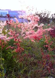 Image result for Melinis repens