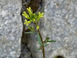 Image result for Sisymbrium orientale
