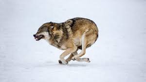 Wolf Running Wolf Animals