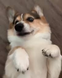 That Is So Niceee Cardigan And Tri Color Welsh Corgi Is The Cutest Cardigan Corgi Cutest Niceee Tricolo With Images Cute Baby Animals Cute Animals Animals Beautiful