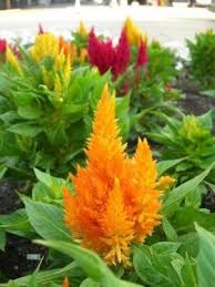 How To Grow And Care For The Celosia Or Cockscomb Flower In Containers Celosia Flower Plants Garden Guide
