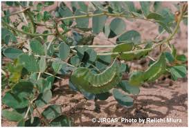 Image result for Senna italica