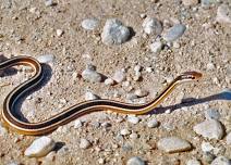 MICHIGAN SNAKES ALIVE!