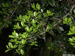 We did not find results for: Yaupon Ilex Vomitoria