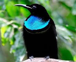 Black Bird With Blue Neck The Magnificent Riflebird Is A Beautiful Bird That Is Covered In Raven Black Feathers But Has A Secret Patch Of B Beautiful Birds Pretty Birds