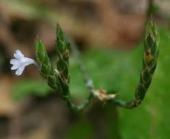 Image result for Elytraria acaulis