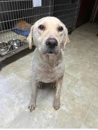 Porter Ridge Veterinary...