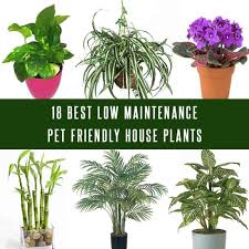 Even safe plants can cause minor discomfort if ingested, though effects are usually temporary and not reason for concern. 18 Best Low Maintenance Pet Friendly House Plants Gardenoid