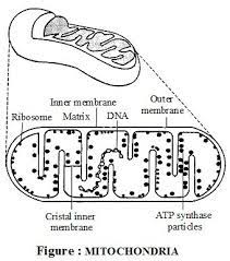 Total 1 Average 5 5 What Is The Structure And Function Of Mitochondria Mitochondria A Single M In 2021 Mitochondria Structure And Function Chemistry Education