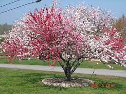 'weeping double red' is a smaller tree than other flowering peaches, with a weeping habit. Peach 5 In 1 Jpg Jpeg Image 1600x1200 Pixels Potted Trees Peach Trees Flowering Trees