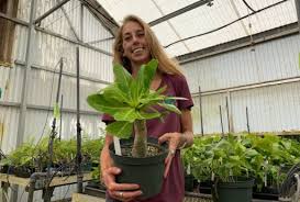 Image result for Psychotria bugoyensis