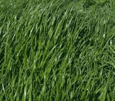 Annual ryegrass in an excellent wildlife feed or winter pasturage. Marshall Ryegrass Nixa Hardware Seed Company
