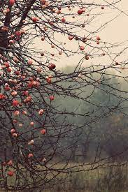 Apples Orchard Landscape Photography Fine Art Photograph Etsy Landscape Photography Nature Photography Landscape