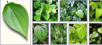 Image result for daun sirih