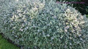 Image result for Cyanotis foecunda