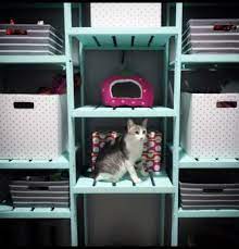 Foster Kitten Room Set Up Foster Kittens Kitten Foster Cat