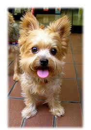 Miniature Black And Brown Yorkie Miniature Yorkshire Terrier Color Splash Pink Color Splash Photo Color Splash Photography