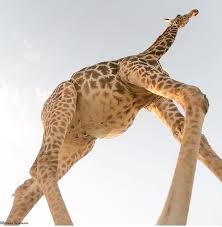 Unique View Of A Giraffe Credit Brenden Simonsen Giraffe Unique Animals Animals