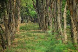 Pokok kayu putih is situated east of kampung taman sedia. Ppk Kemayoran Mengenal Pohon Kayu Putih Di Utan Kemayoran Ekstrak Minyak Kayu Putih
