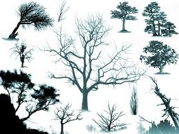 Tree Ps Brushes Tree Photoshop Photoshop Photoshop Brushes