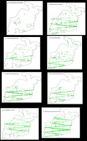 Image result for Afrostyrax kamerunensis