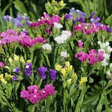 We did not find results for: Limonium Sinuata Pacific Mix Statice Seeds X100 Ole Lantana S Seed Store