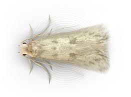 #cursed content #cursed concept #fashion brand company #penelope gazin #ts sides #tss #ts #sanders sides #i don't wantto tag them all Clothes Moths How To Get Rid Of Clothes Moths Raid Bug Basics