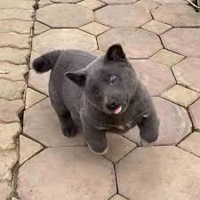 They are often used by the vietnamese police as sniffing and detection dogs who patrol the country's borders. People Are Debating Whether Or Not This Adorable Derpy Puppy Could Be Part Cat Or Not