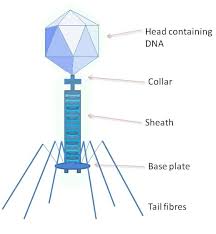 Virus Definition Structure Classification Examples Biology Dictionary