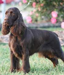 Pin By Natures Select Chicago On Dog Breeds Spaniel Breeds Dog Breeds Field Spaniel