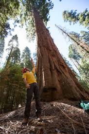 Giant sequoias are the world's largest single trees and largest living thing by volume. Are Giant Sequoia Trees Succumbing To Drought Scientific American