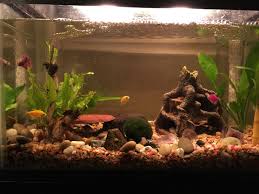 Because of their aggressive nature, these fish should not be housed with slow moving species with large fins that could easily be. 10 Gallon Community Tank With A Betta 4 Glo Fish Tetras And A Sucker Fish Album On Imgur