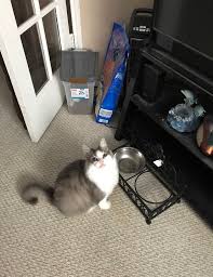 Sometimes, this can also mean that they get aggressive if you try to groom them, which makes for an unpleasant situation for everyone concerned. Cat Grooming Near Me Catgroomingnear Twitter