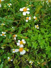 Image result for Bidens bipinnata