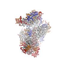 We did not find results for: Eukaryotic Ribosome Wikipedia