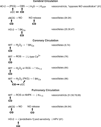 What are tenants' responsibilities under new york city's new law on carbon monoxide detectors? Coronary And Cerebral Metabolism Blood Flow Coupling And Pulmonary Alveolar Ventilation Blood Flow Coupling May Be Disabled During Acute Carbon Monoxide Poisoning Journal Of Applied Physiology
