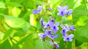 Image result for Rotheca